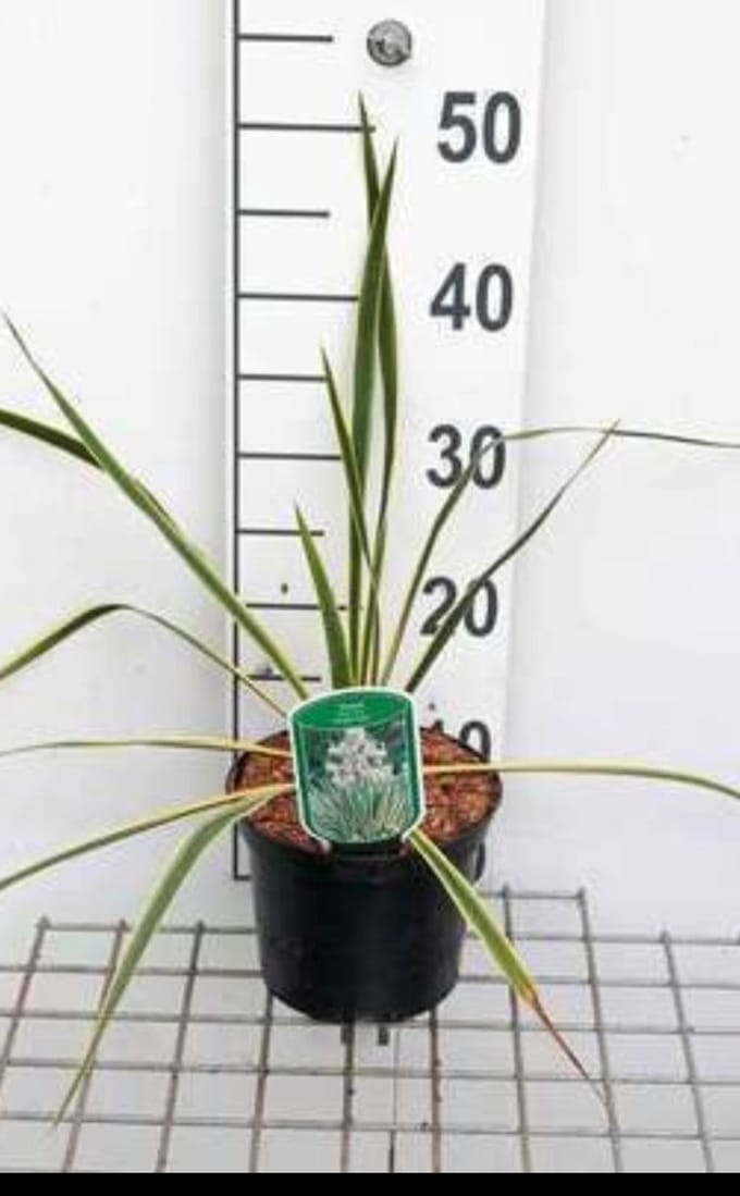2 x Yucca filamentosa - Palmlelie 30- 40 cm in pot
