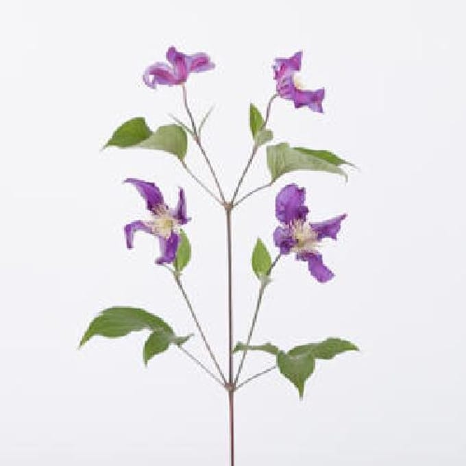 10x Clematis blue pirouette 60cm