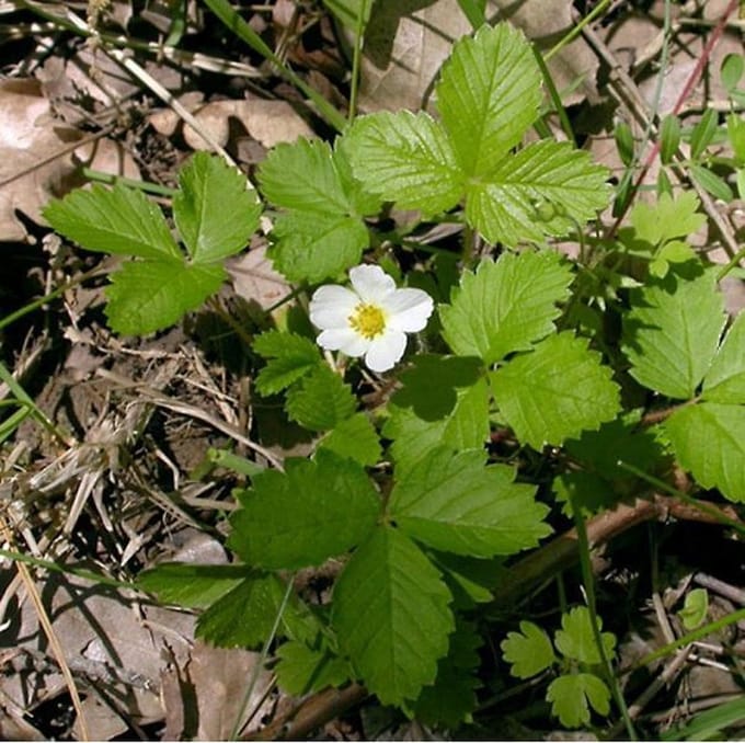 6 x Fragaria Vesca  - Bosaardbei pot 9x9cm