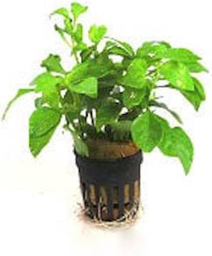 Moerings Alternanthera Bettzickiana | In 5 cm pot