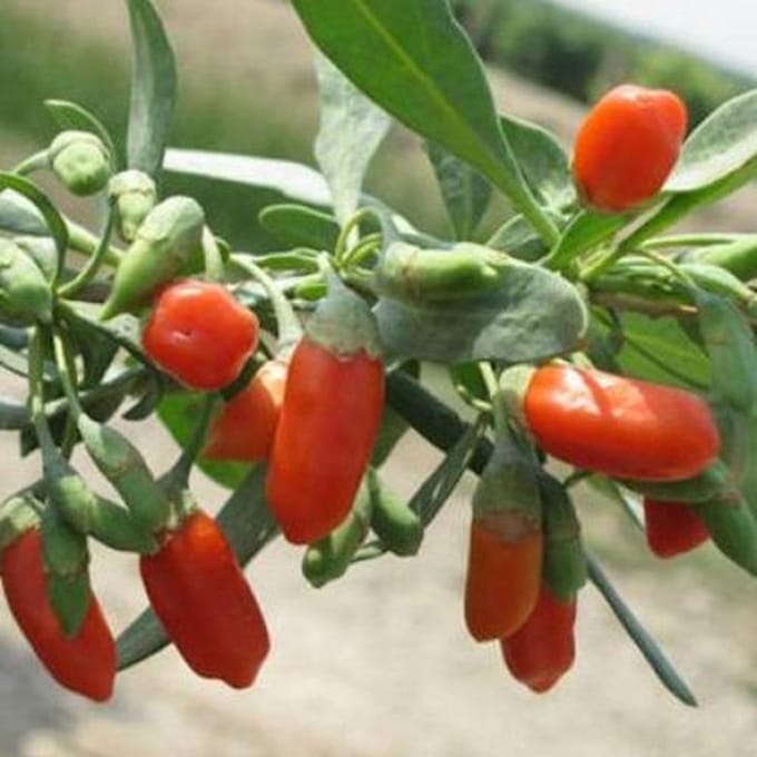 Goji Bes zaden