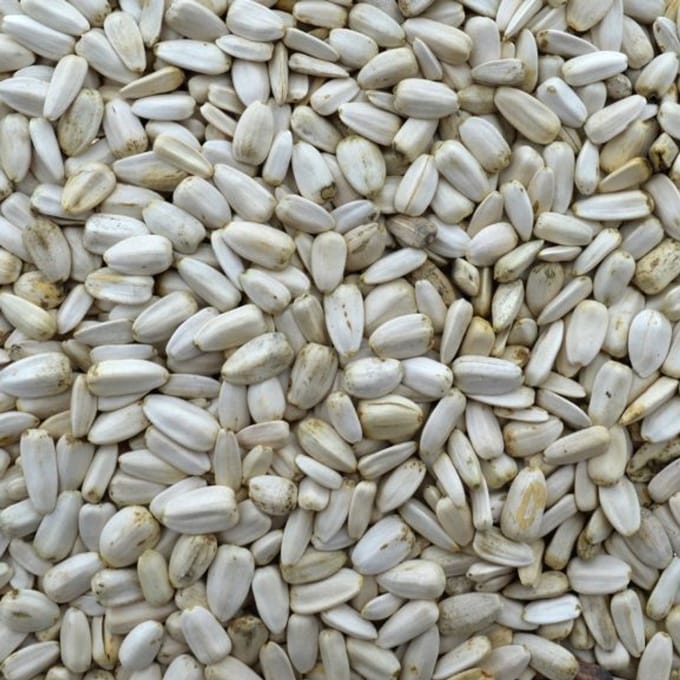 Zonnepitten - zonnebloempitten - vogelvoer -binnenvogels - buitenvogels - wintervoer - 500 gram