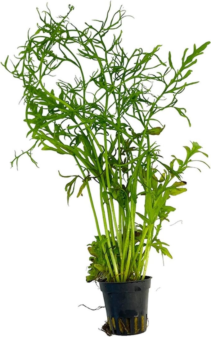 Moerings Ceratopteris Thalictroides | Smalbladige Eikenbladvaren |in 5 cm pot