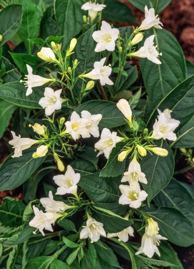 Arbustes de haie - Un ensemble 1 - Weigela 'Candida' - (3L) 40-50 cm