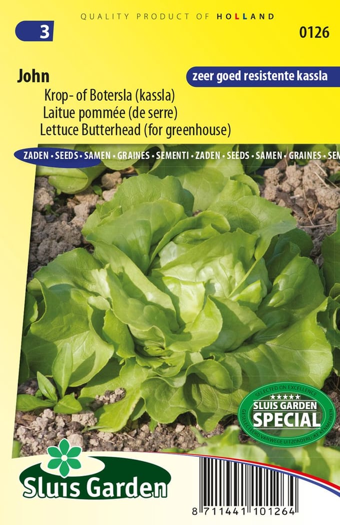 Sla (Lactuca Sativa) - Krop- of Boter John - bloeit in Oktober / Juni / Juli / Augustus / September
