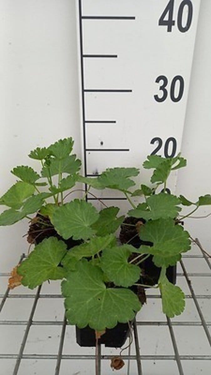 6x Sidalcea - Sidalcea hybr. 'Little Princess'® | 9x9 cm pot