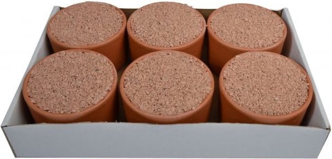 Wielink Pikpot Excellent 6 stuks