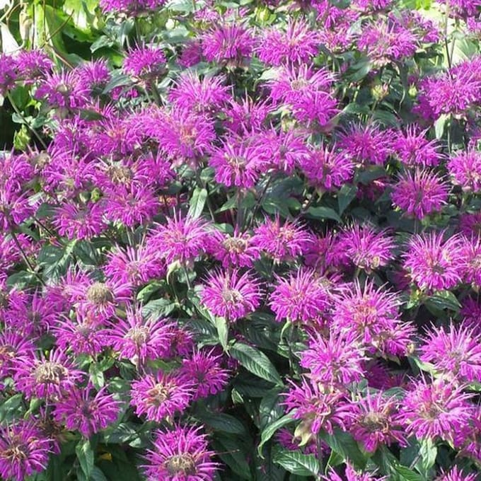 6 x Monarda 'Praerienacht' - Bergamotplant pot 9x9cm