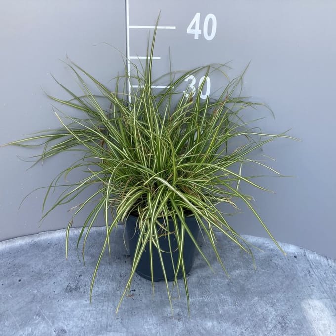 Carex oshimensis 'Evergold' - 2 liter pot