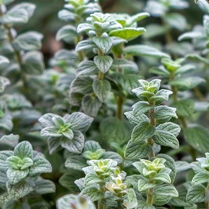 BIO kruiden zaden - Syrische Oregano