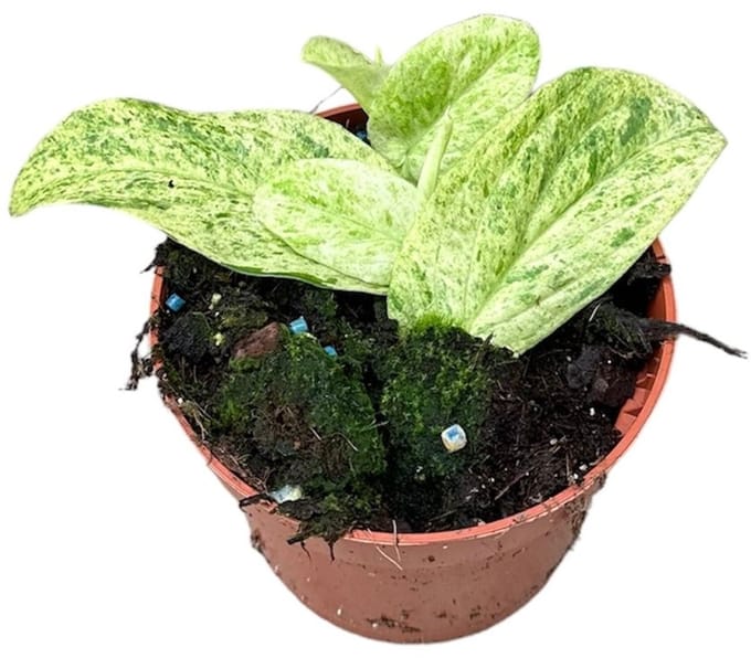 Rhaphidophora Korthalsii Marble Aurea Kamerplant Potmaat Ø10,5 cm |Vers Van De Kweker
