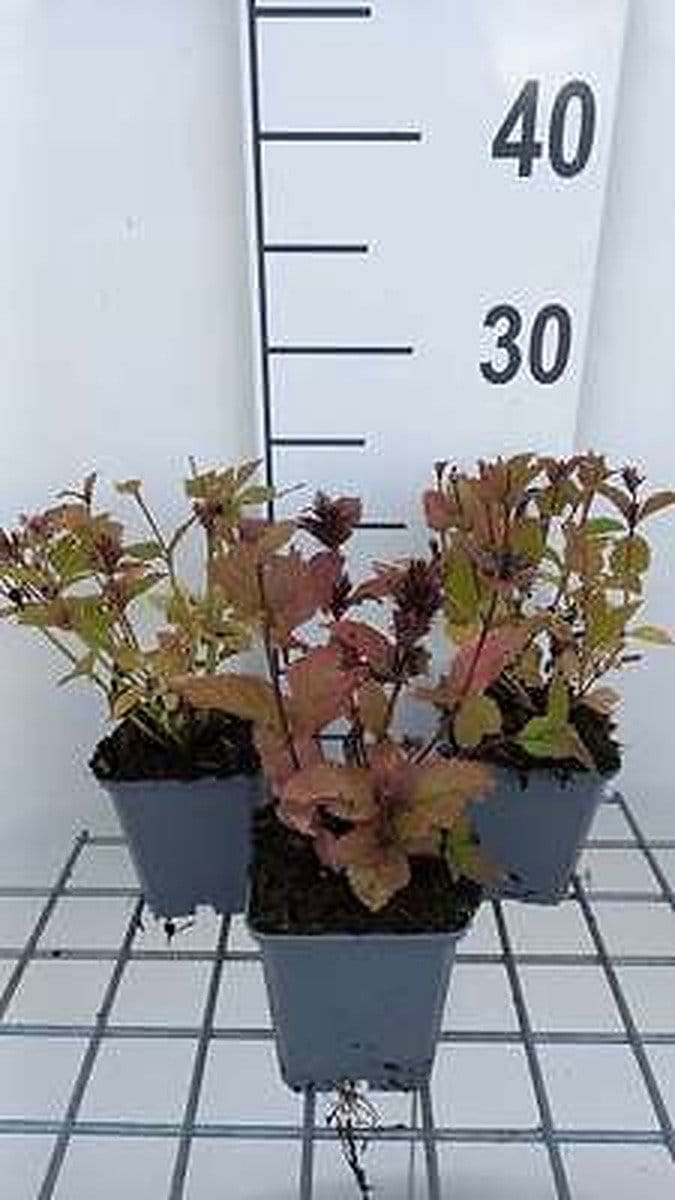 6x Kattekruid - Nepeta subs. 'Sweet Dreams' | 9x9 cm pot