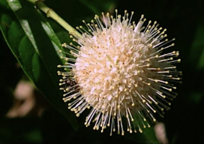Cephalanthus occidentalis - Kogelbloem , Kogelstruik 30- 40 cm in pot