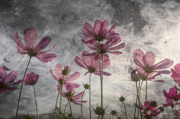 Fotobehang - Violet Flower Abstract 375x250cm - Vliesbehang