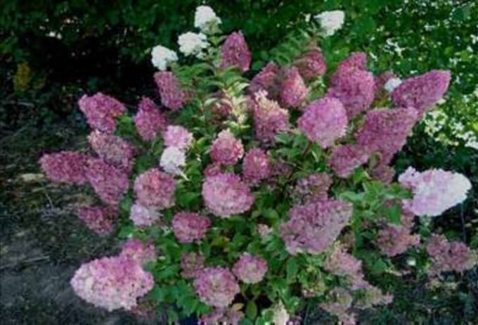Hydrangea pan. 'Sundae Fraise'® - Pluimhortensia 40- 50 cm in pot
