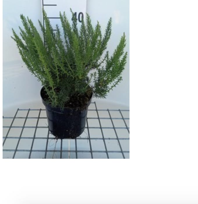 2 x Genista tinctoria - Heidebrem, Verfbrem 30- 40 cm in pot