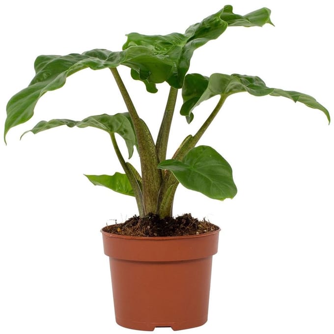 Alocasia Low Rider | 30cm | kamerplant
