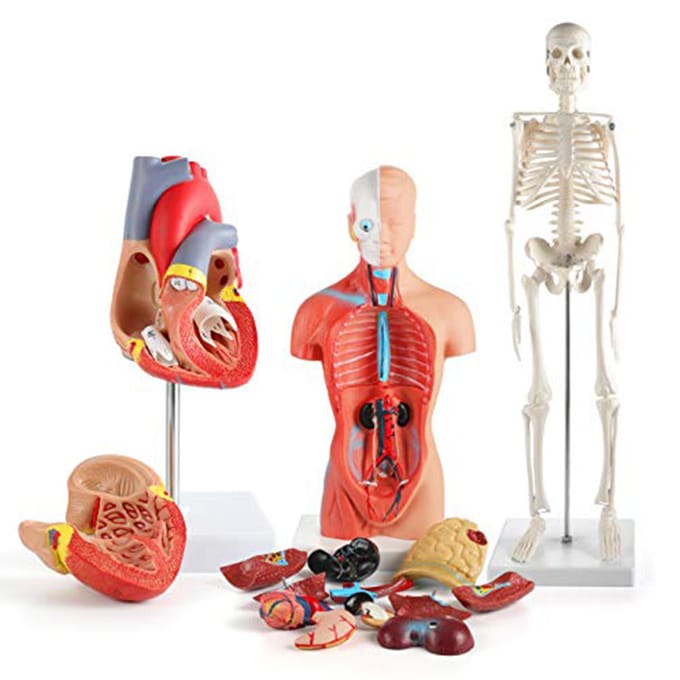 Menselijk Lichaam Model Kit 26CM Afneembare Torso 45CM Skelet Model Hart Anatomische Kit voor Medisch Onderwijs red