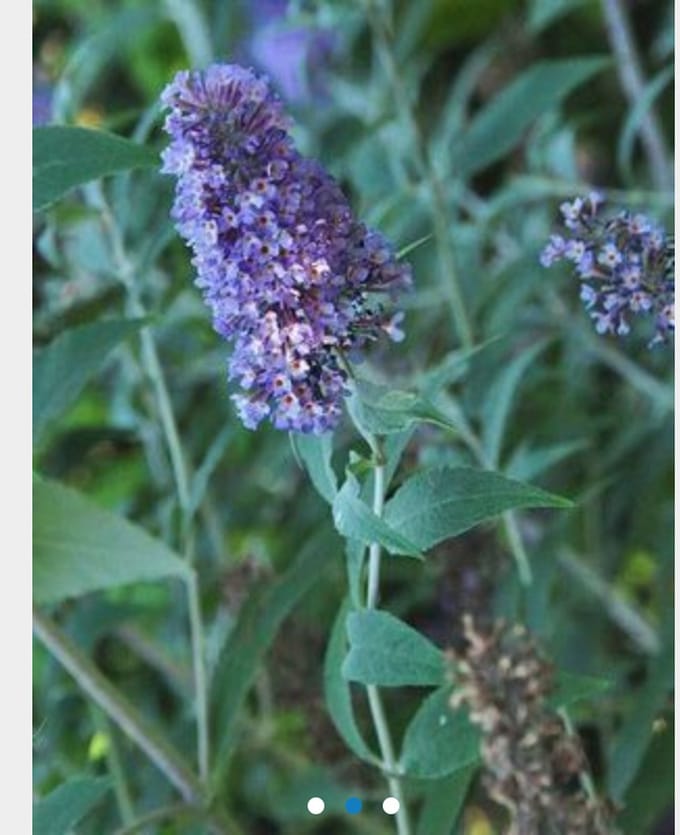 Buddleja lochinch - Vlinderstruik 40 - 60 cm in pot