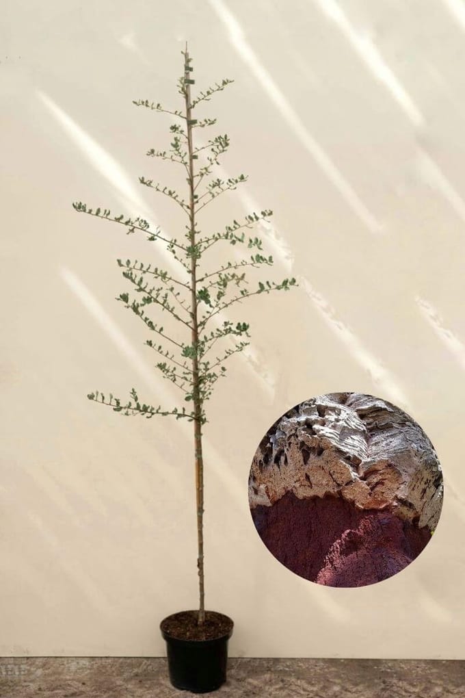 Jonge Kurkeikenboom | Quercus suber | 100-150cm hoogte