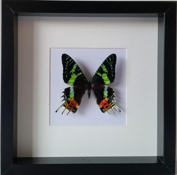 opgezette Urania Ripheus in diepe houten lijst.