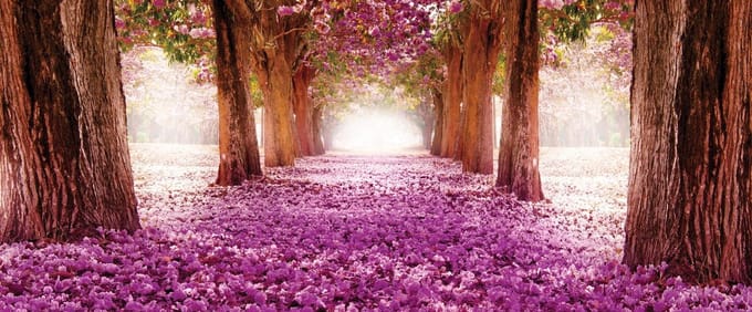 Flowers Tree Path Pink Photo Wallcovering