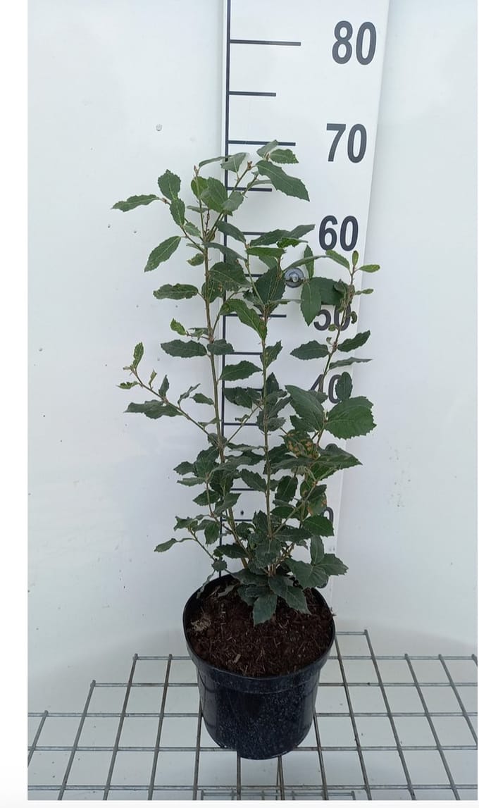 1 x QUERCUS ILEX - STEENEIK 40 - 60 cm in pot 3 liter