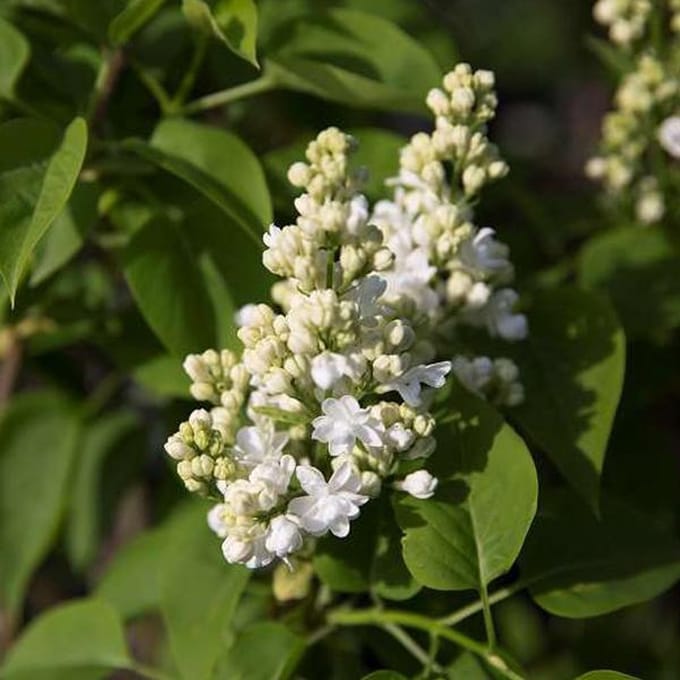 Syringa vulgaris 'Mme Lemoine'  - Sering 40-60 cm in pot