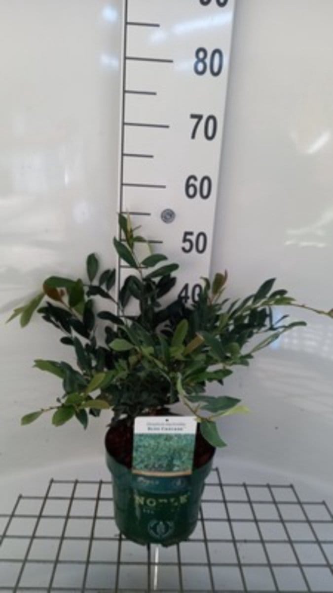 Distylium 'Blue Cascade' - Distylium 30 - 40 cm in pot