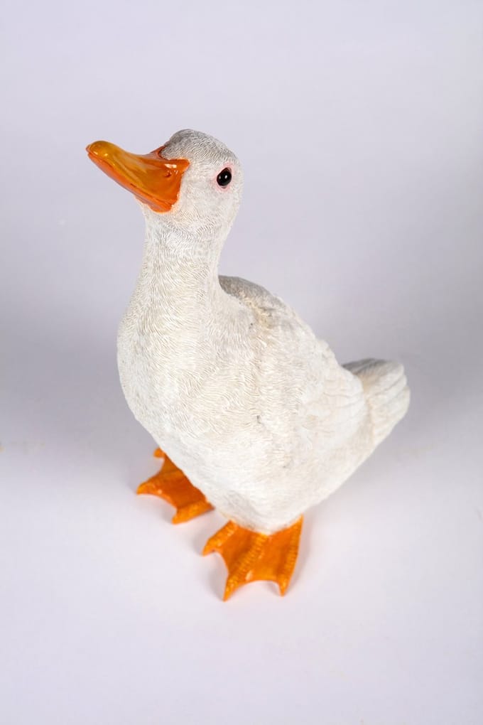 zittende  Eend