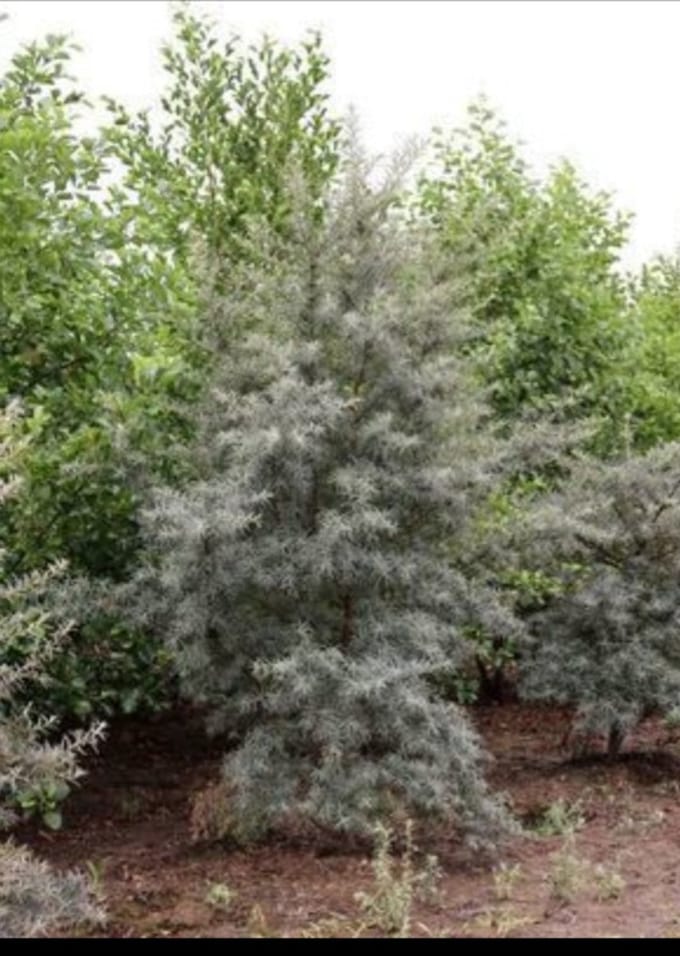 Hippophae rhamnoides - Duindoorn , Zanddoorn 60- 80 cm in pot