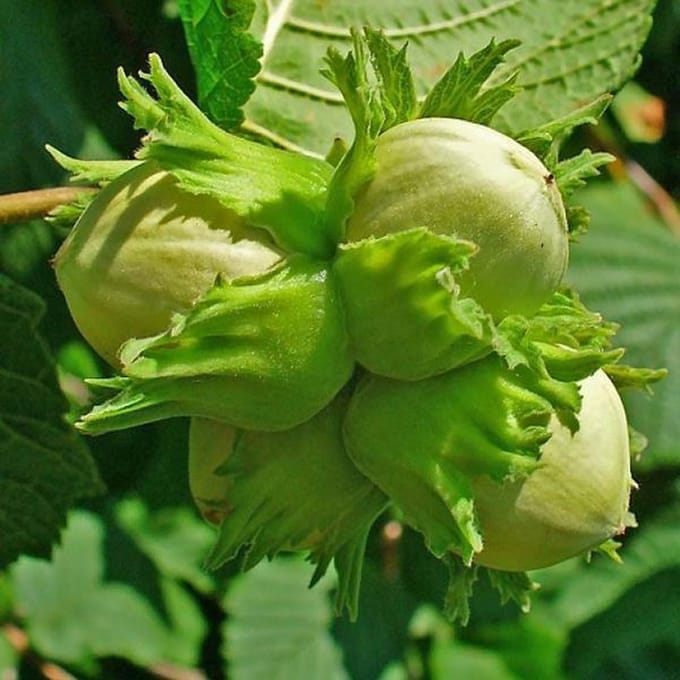 Corylus Avellana - Hazelaar 60-80 cm pot