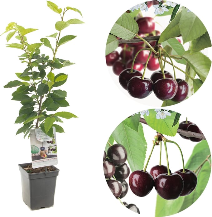Prunus avium Duo-kers Patio Fruithof
