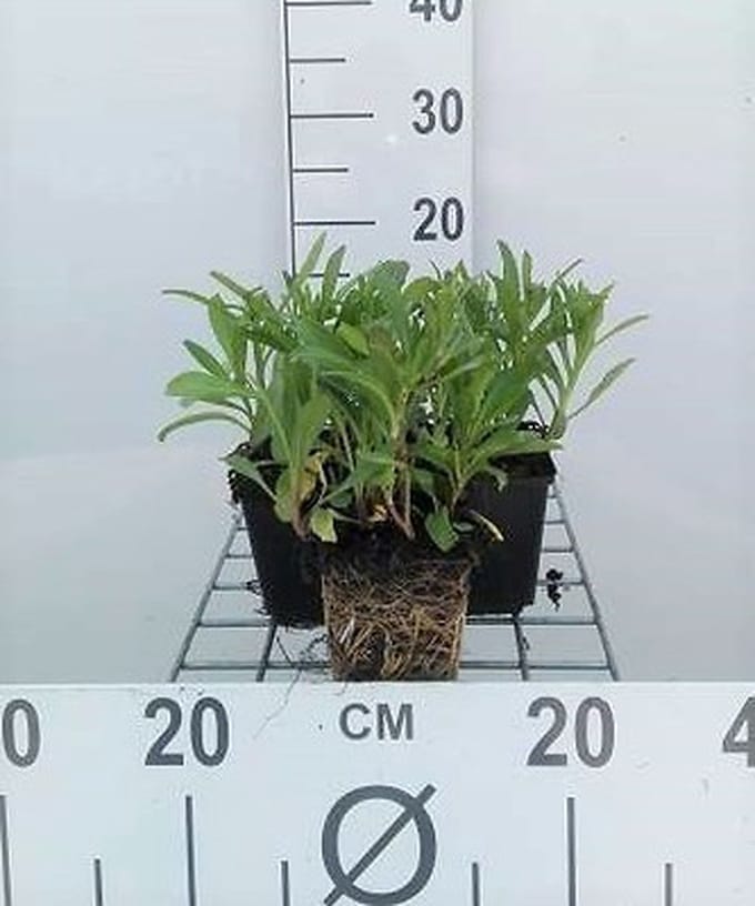 6x Margriet - Leucanthemum (s) 'Silberprinzesschen' | 9x9 cm pot