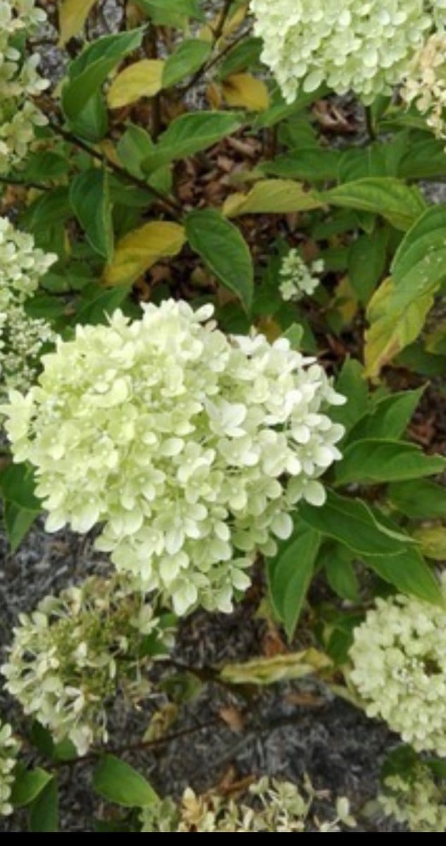 2 x Hydrangea pan. 'Little Lime' ® ('jane') - Pluimhortensia 60- 80 cm in pot