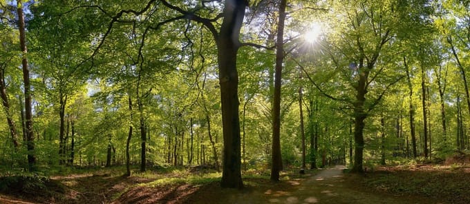 Fotobehang Beukenbos in het voorjaar 450 x 260 cm - € 295,--