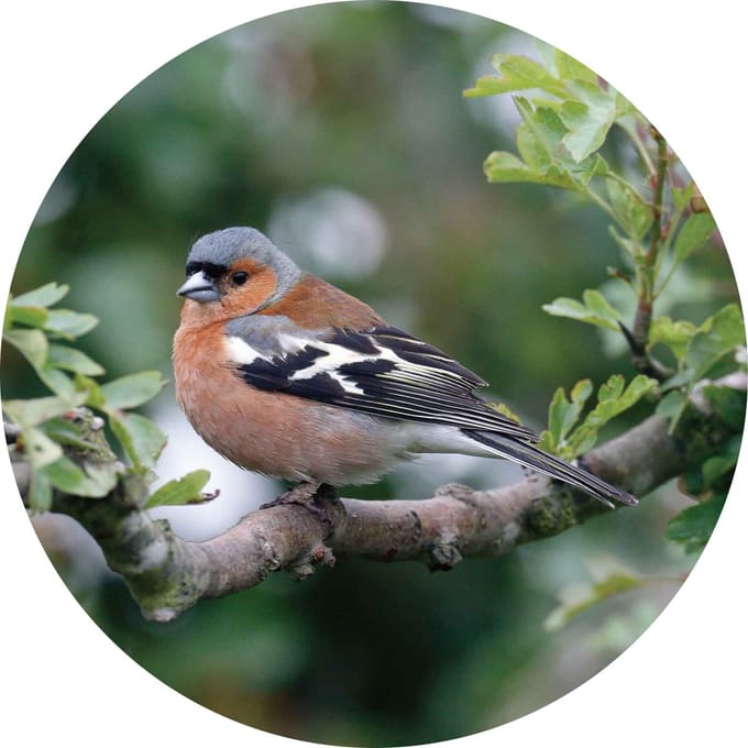 Wandcirkel Muurcirkel 15cm dibond Vink mannetje