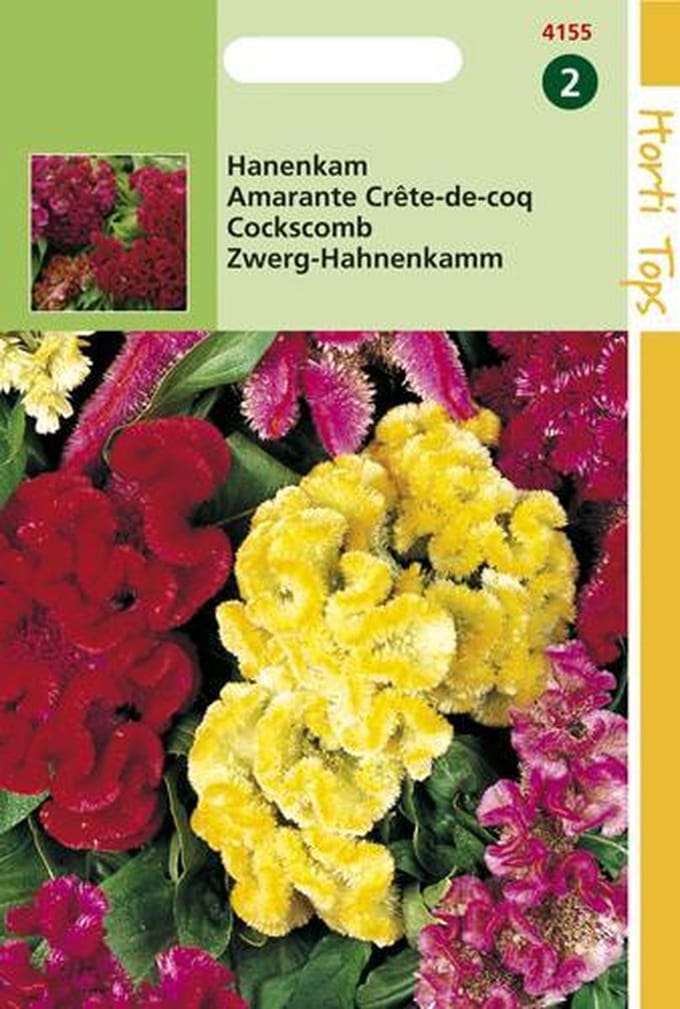 Hortitops - Celosia Bloemzaad - Cristata Nana - Gemengd