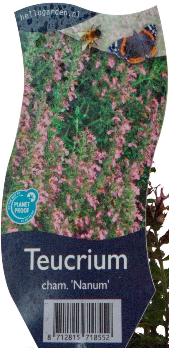 Griffioen - Teucrium cham 'Nanum' Gamander vaste plant