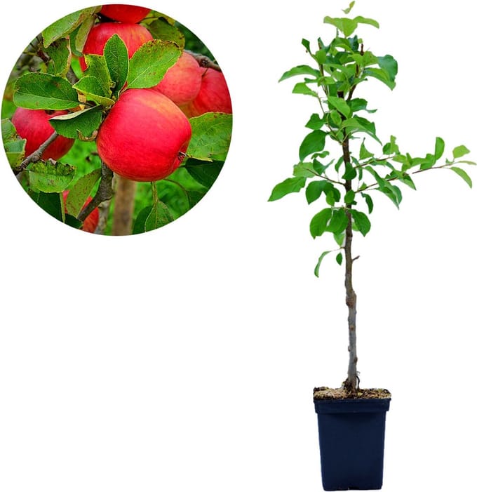 Malus domestica ‘Red Spur Delicious’, Rode dwergappelboom, Hoogte ca. 90cm, 3 liter pot