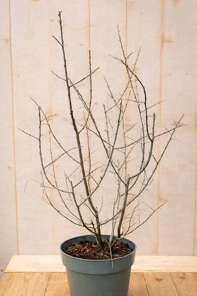 Warentuin natuurlijk - Duindoorn Hippophae rhamnoides Leikora 110 cm