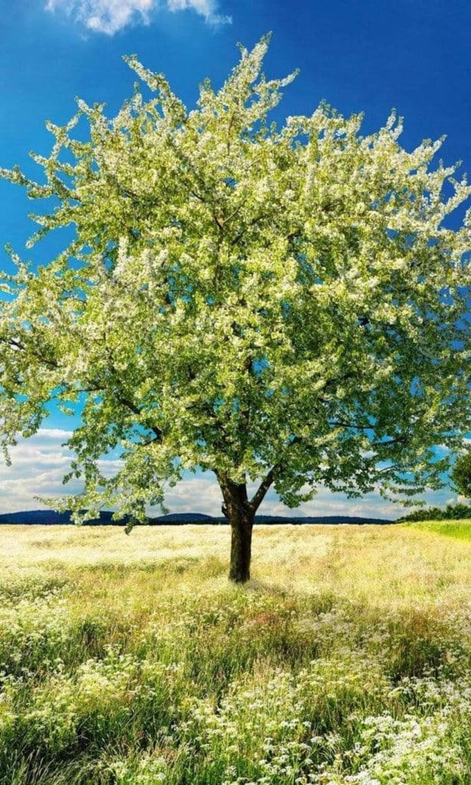 Fotobehang - Blossom Tree 150x250cm - Vliesbehang