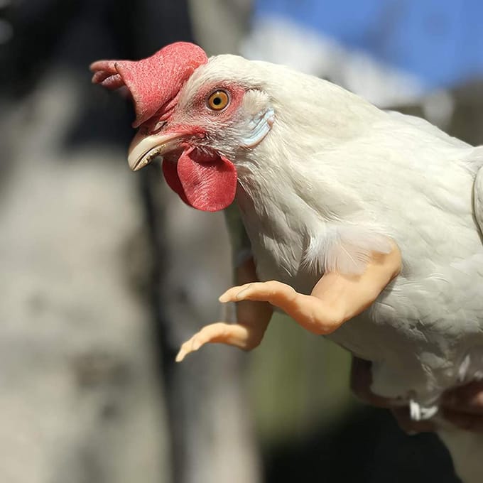Kippenarmen Gagcadeau Kippen Kostuum Armen Speelgoed voor Vogel Kip zwart