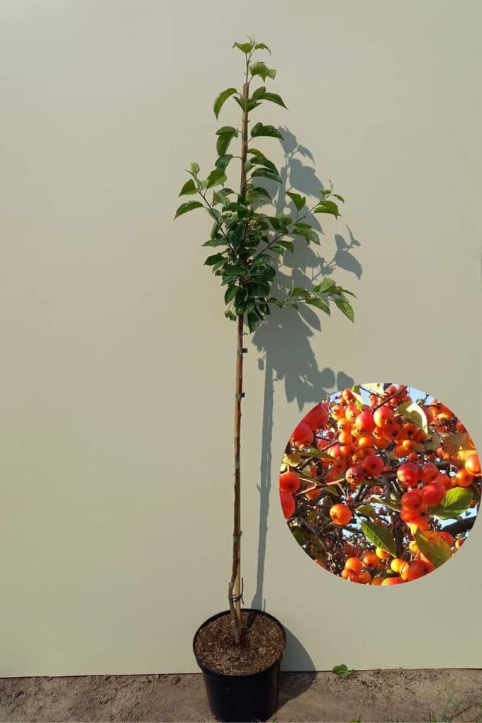Jonge sierappelboom | Malus 'Evereste' | 150-200cm hoogte
