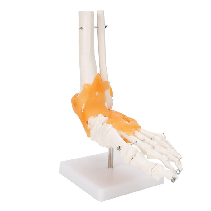 1:1 Menselijke Voet Enkel Bot Skelet Structuur Model Voetgewricht Model met Ligamenten white