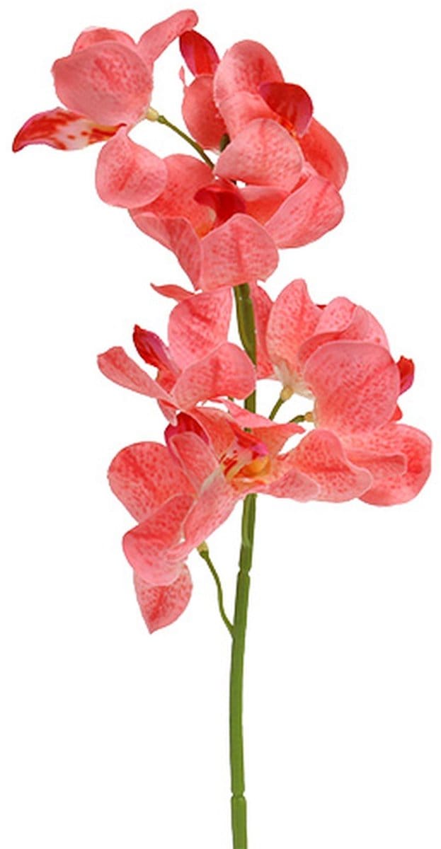 Orchidee Mokara Zalm 50cm 6 st, 6 Stück