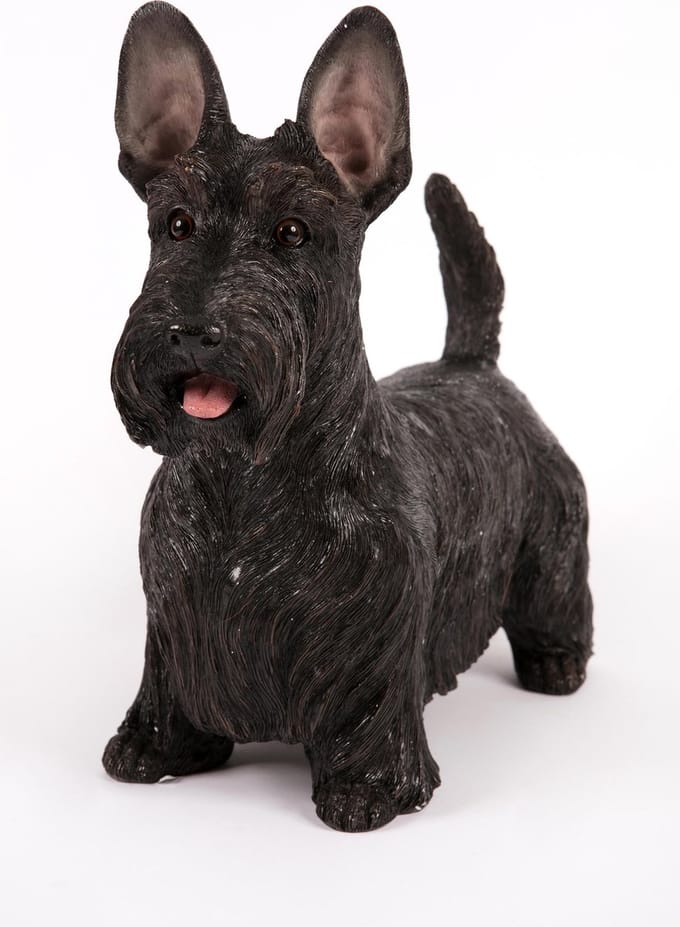 staande  Zwarte Schotse Terrier