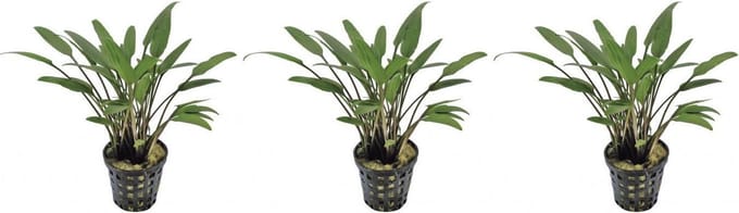 Levende aquariumplant Cryptocoryne Nevelii 5 cm pot per 3 stuks