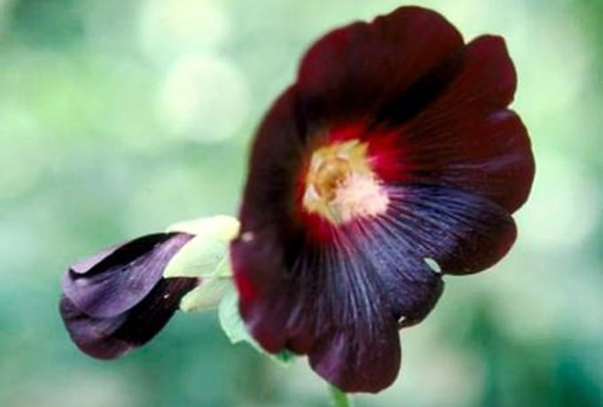 6x Stokroos - Alcea rosea 'Nigra' | pot 9 x 9 cm