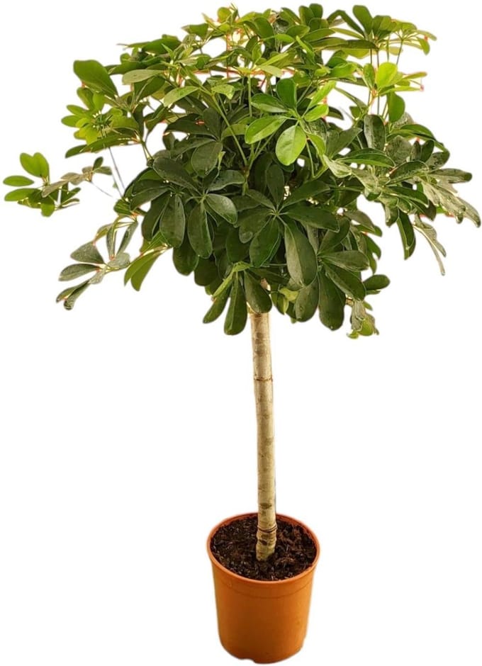 Schefflera op stam - 130 cm - ø23